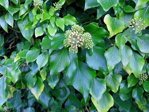 green leaves, background