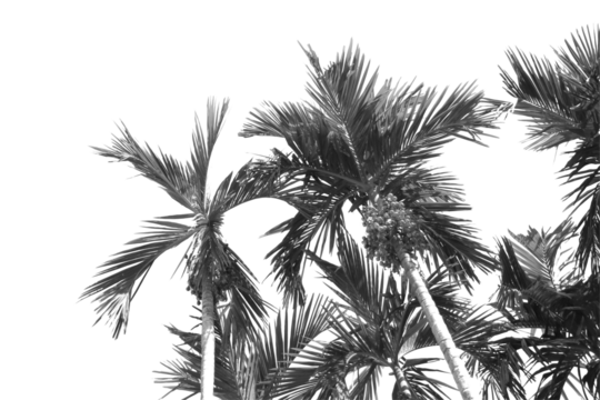 Silhouette plam or coconut tree branch isolated with white background and with clipping path.