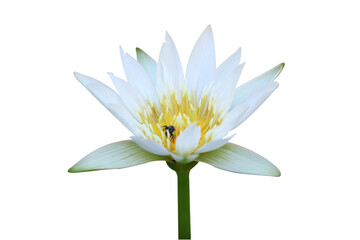 white flower isolated on white background.