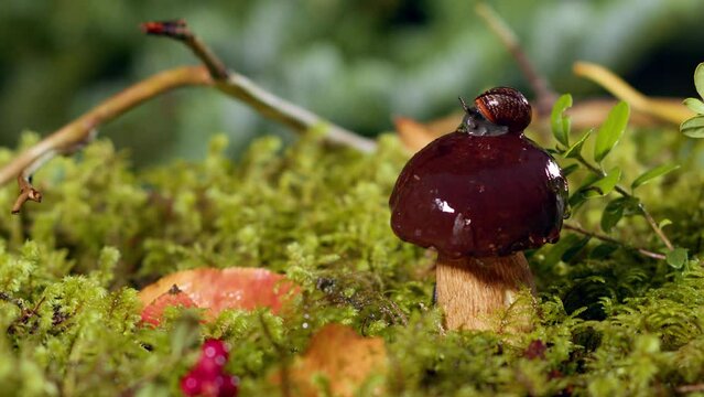 Porcini mushroom growing in the wild coniferous forest. Mushroom Boletus edulis with a snail on its cap. Edible mushrooms. Mushroomer covers the hole in the moss to protect the mycelium. ECO products.