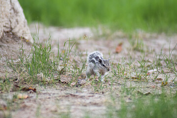 squirrel running in the grass