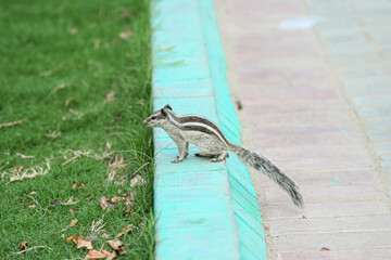 Squirrel 