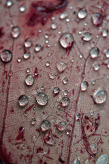 raindrops on the red maple leaf in rainy days in autumn season, red background