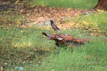 Common Myna in the grass