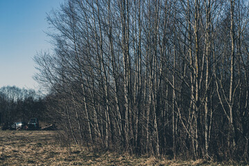 white alder trees without leaves in autumn or early spring