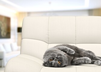 Cute domestic young cat on sofa.