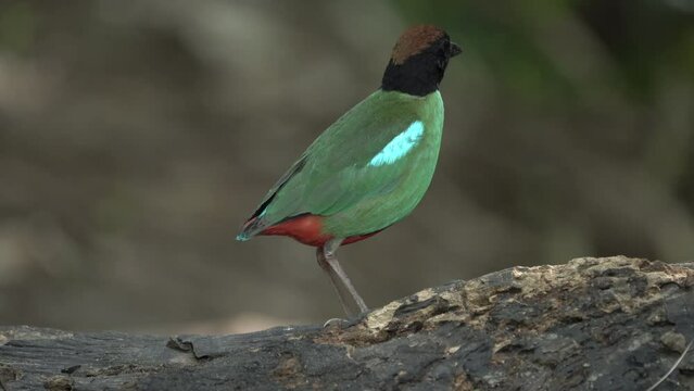 Fairy pitta (Pitta nympha) Beautiful brightly multiple colors bird perching on rock.