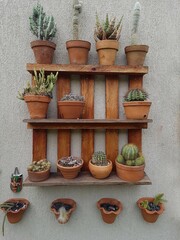 Various types of cactus in clay pots on a shelf made with pallets on the wall in a garden. Recycling concept. Crafts recycle garbage, turn into a beautiful decoration item.