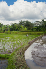 Rice Farmer working during sunset, Ubud, Bali