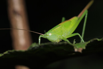 green grasshopper phaneroptera falcata photo