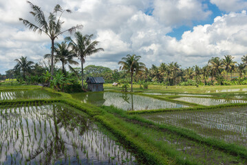 Fototapeta na wymiar Rice field in the monring in Ubud, Bali
