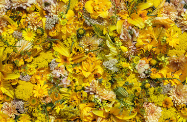 Yellow flowers for the background, top view. Floral wallpaper. Texture effect.