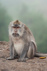 Pregnant Monkey in Bali Indonesia