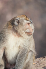 Monkey in the sun Bali Indonesia