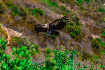 a bird of prey flies against the backdrop of mountains	
