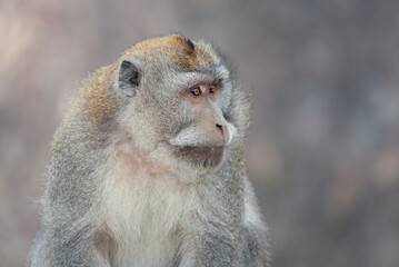 Obraz premium Monkey inspecting people Bali, Indonesia