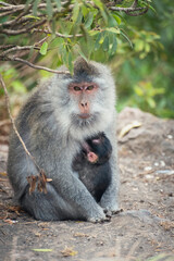 Monkey with Baby at Mount Batur, Bali