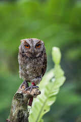 Small Owl in Bali Indonesia
