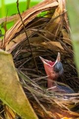 Chicks of Yellow-vented bulbul in the nest.