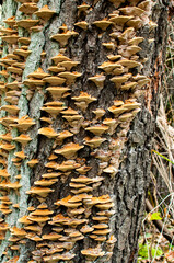 orange small hubs on the bark of a tree growing by the river