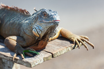 Close up of a blue Iguana Bali Indonesia