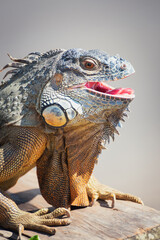 Blue Iguana with open mouth Bali Indonesia