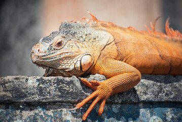 Close up of an orange Iguana Bali Indonesia
