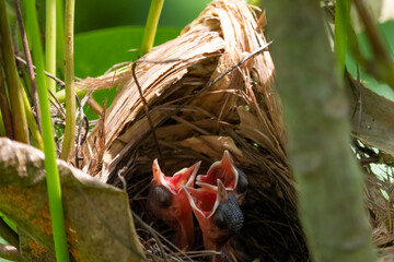Chicks of Yellow-vented bulbul in the nest.