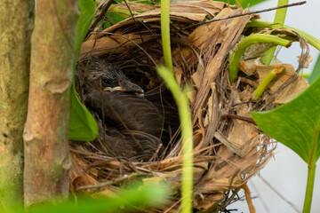 Chicks of Yellow-vented bulbul in the nest.