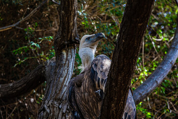 portrait of a vulture close up	
