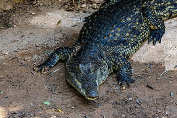 portrait alligator on the ground
