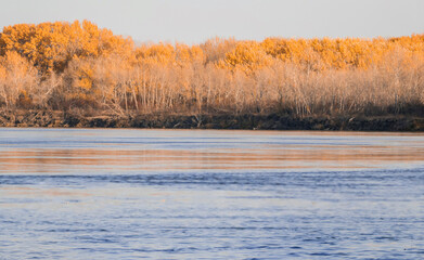 yellow trees on the river bank with beautiful sky
