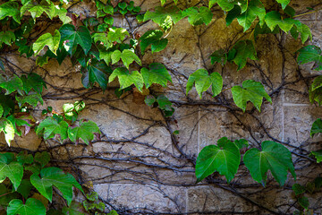 leaves on the stone wall