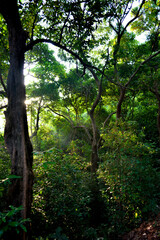 forest in the morning
