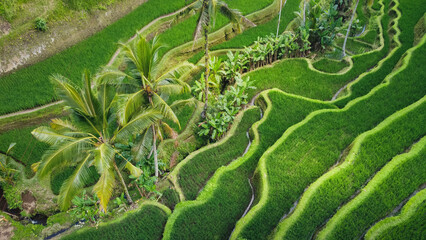 Tegallalang Rice Terrace from above