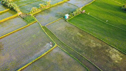 Obraz premium Ubud rice fields farming