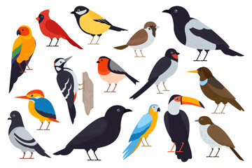 Set of birds. Parrot, sparrow, pigeon, bullfinch, titmouse, rook, crow, piet, woodpecker, hickory