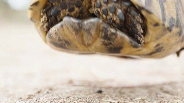 The turtle hid in its shell, I take it and twist it, close-up.