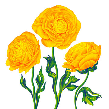 Floral composition with  flowers Ranunculus, yellow Batrachium. Detailed Hand-drawn vector botanical illustration for your design, postcards, promotional posters and social media banners.