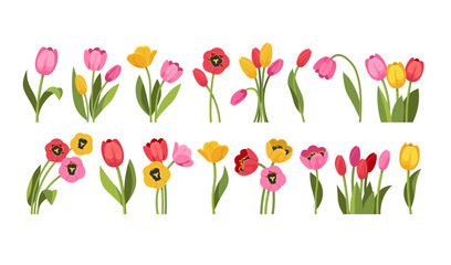Set of realistic tulips. Beautiful spring flowers in red, pink and yellow with fresh green leaves