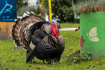 Turkey on green grass
