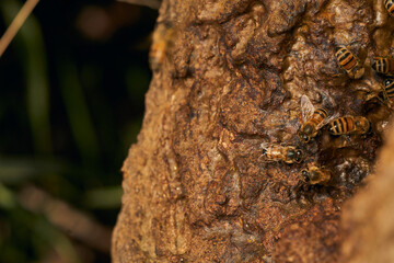 Honeycomb on a tree trunk