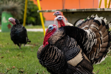 Turkeys look at females