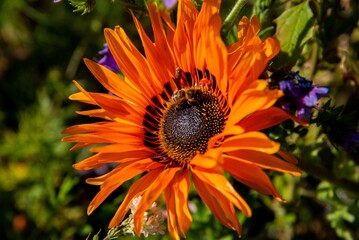 Multicolored inflorescences of ornamental plants that bloom in the middle of October on a flowerbed called Kwietna Łąka in the city of Białystok in Podlasie, Poland.