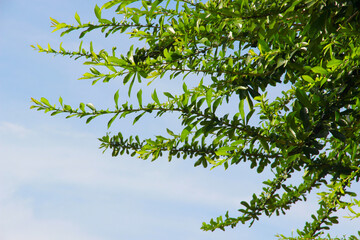 Green leaf on blue sky background.It natural and beautiful.A branch in a park.