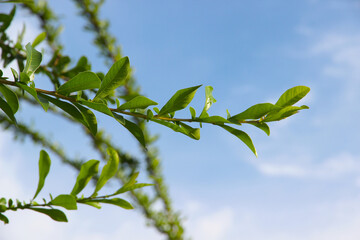 Green leaf on blue sky background.It natural and beautiful.A branch in a park.