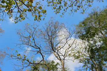 Look up at the top there are many large trees and branches.These big trees with green leaves full of natural origin and with the sky as the background.