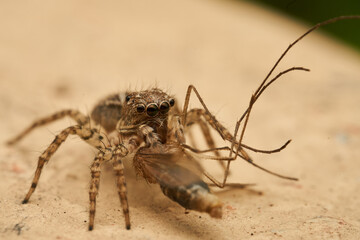 Details of a jumping spider eating an insect
