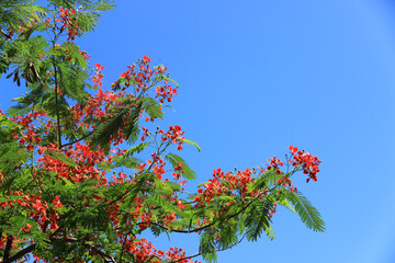 green leaf or tree branch with bokeh background. Naturally beautiful.