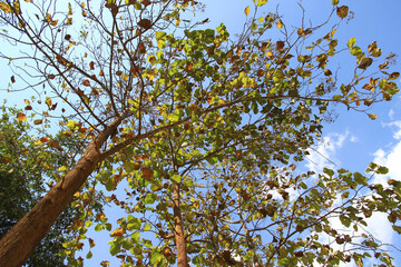 Look up at the top there are many large trees and branches.These big trees with green leaves full of natural origin and with the sky as the background.
